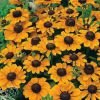 Rudbeckia Hirta Toto Gold